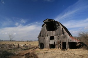 The Benefits of Old Growth Wood - Amish Furniture Factory