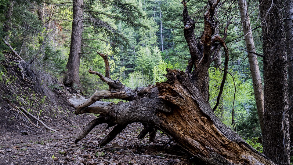 The 6 Top Benefits of Old-Growth Wood - Amish Furniture Factory