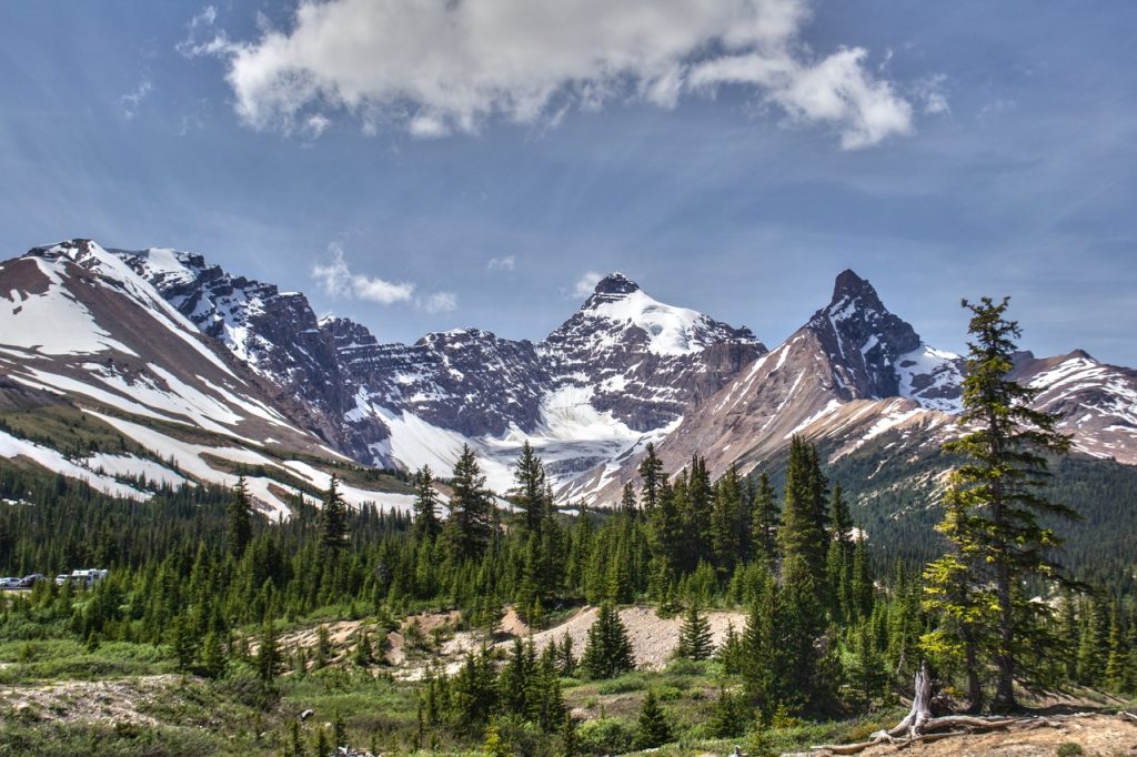 Foothills with pine trees in front of the Rockies