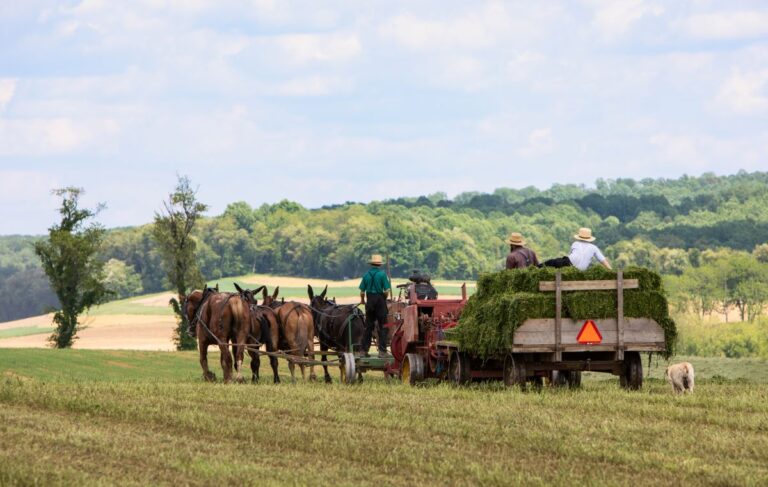 » Amish Ways