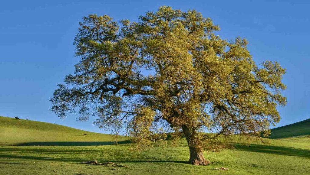 An oak tree