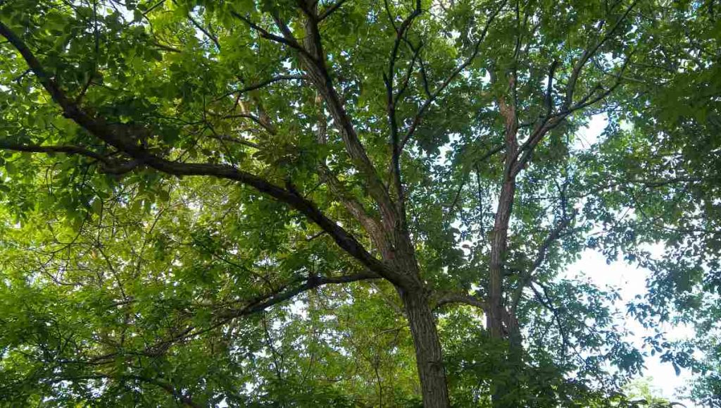 A walnut tree