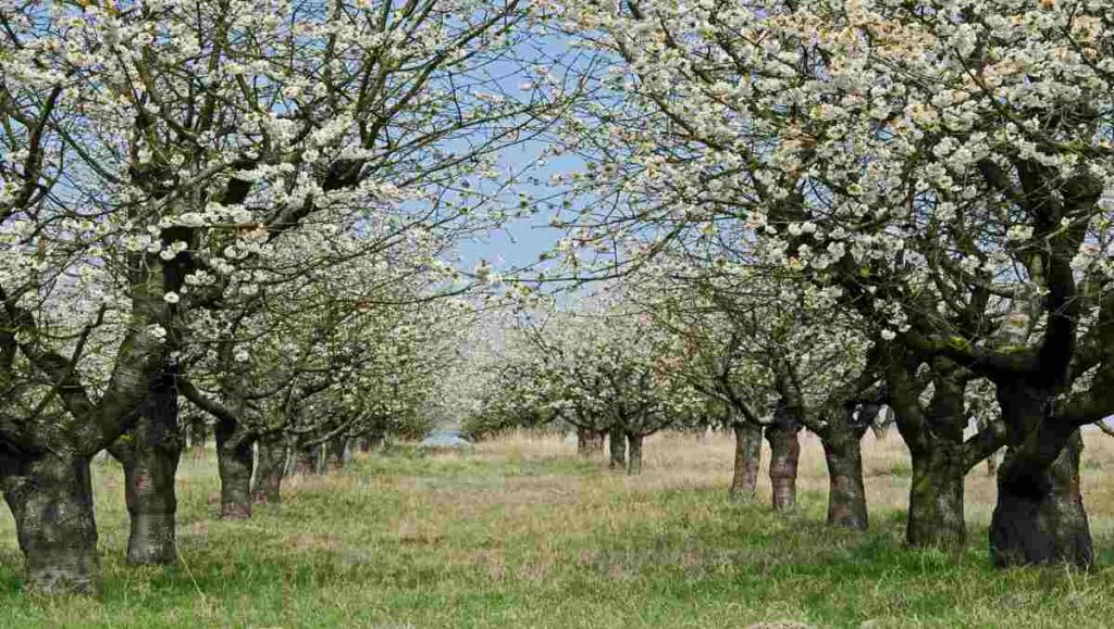 Cherry trees