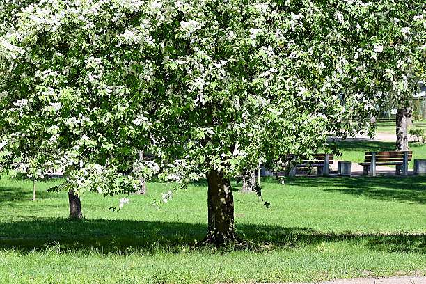 Black cherry tree