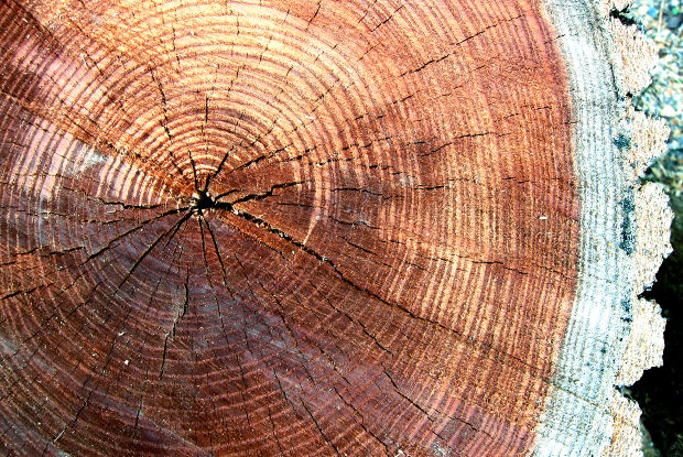  Taking a Closer Look at Quarter-Sawn Oak - Amish Furniture Factory